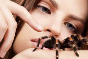Araignée dans un rêve ou pourquoi les araignées rêvent-elles ?