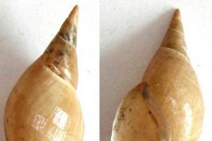 Common pond snail Circulatory system of the common pond snail
