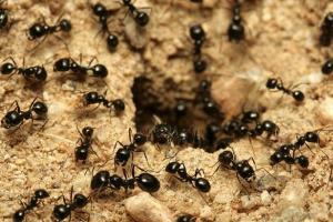 Les fourmis dans un rêve essaient de mordre et de courir sur tout le corps