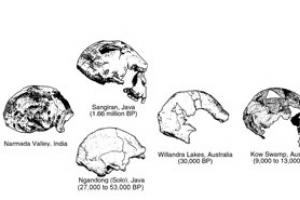 Evolution in the genus Homo - species, subspecies, races of humans