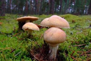 Kalapos gomba: fajtájának leírása és a többi gombától való eltérései A gyűrűs kalaphoz hasonló gombák