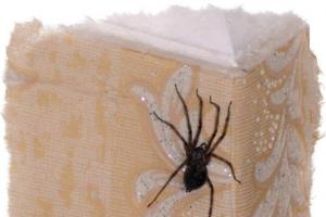 Signs about spiders: how did our ancestors interpret the appearance of spiders at home?